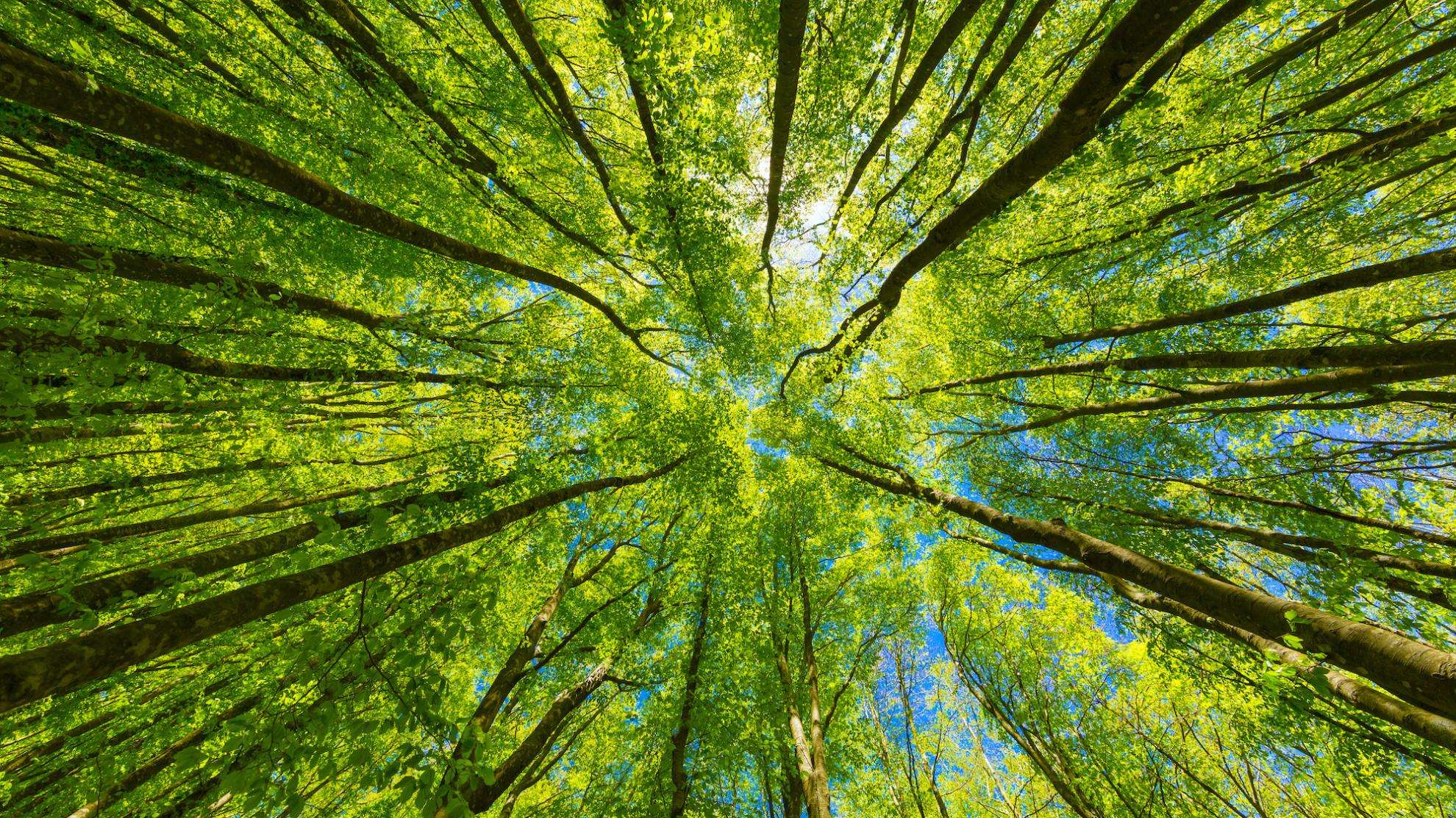 Sagesse - Participations